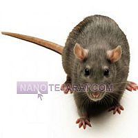 سمپاشی موش سمپاشی موش